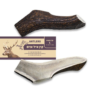 קרן אייל אדום - קרן חצויה מידות שונות