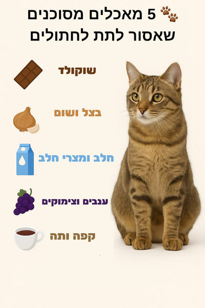 🐾 מאכלים מסוכנים שאסור לתת לחתולים