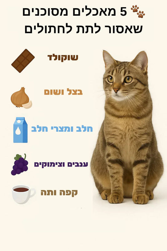 מאכלים מסוכנים שאסור לתת לחתולים